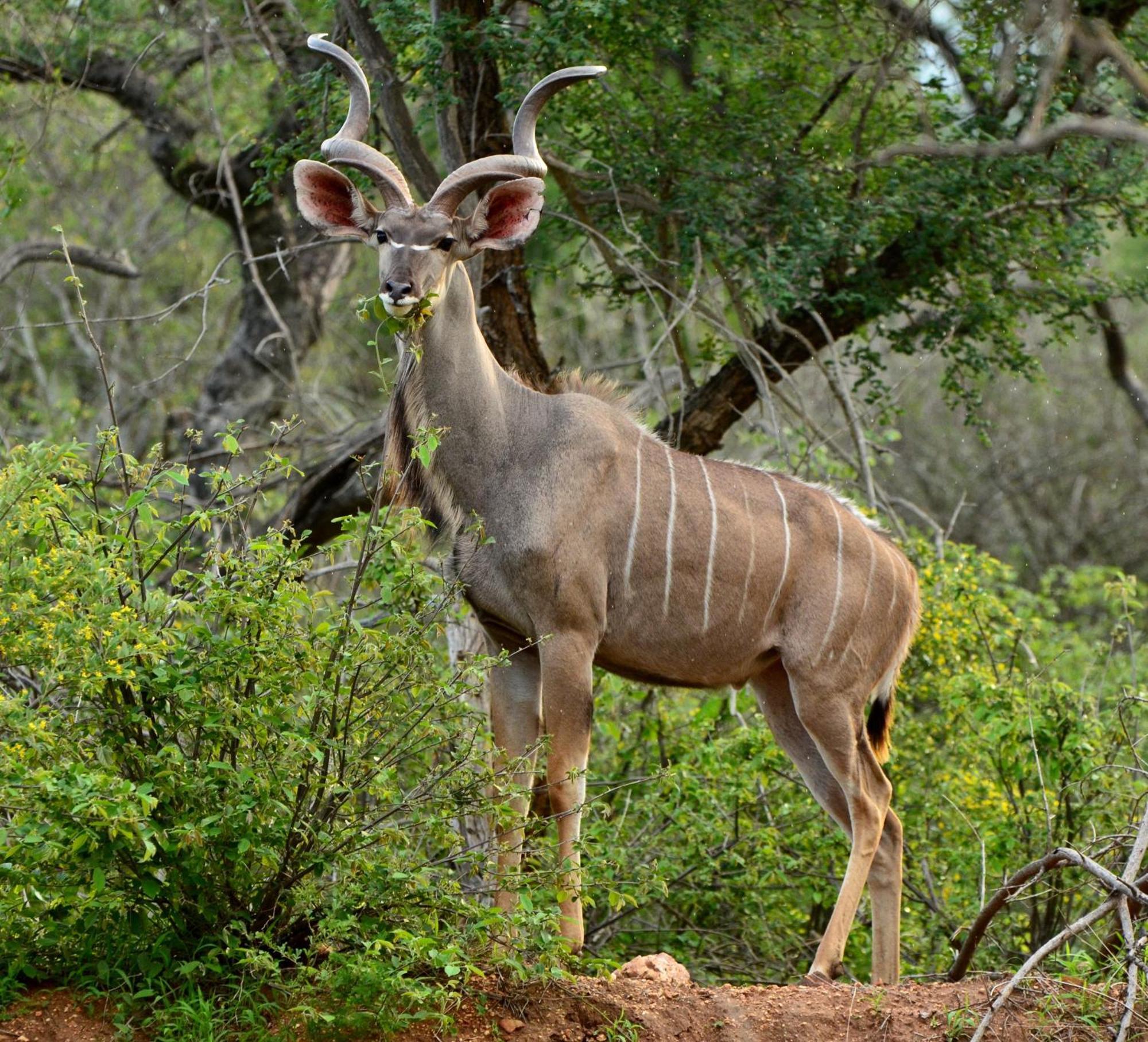 Lodge Timbila Game - Welcome To Land Of Leopards And Buffalo - Big Game Phalaborwa