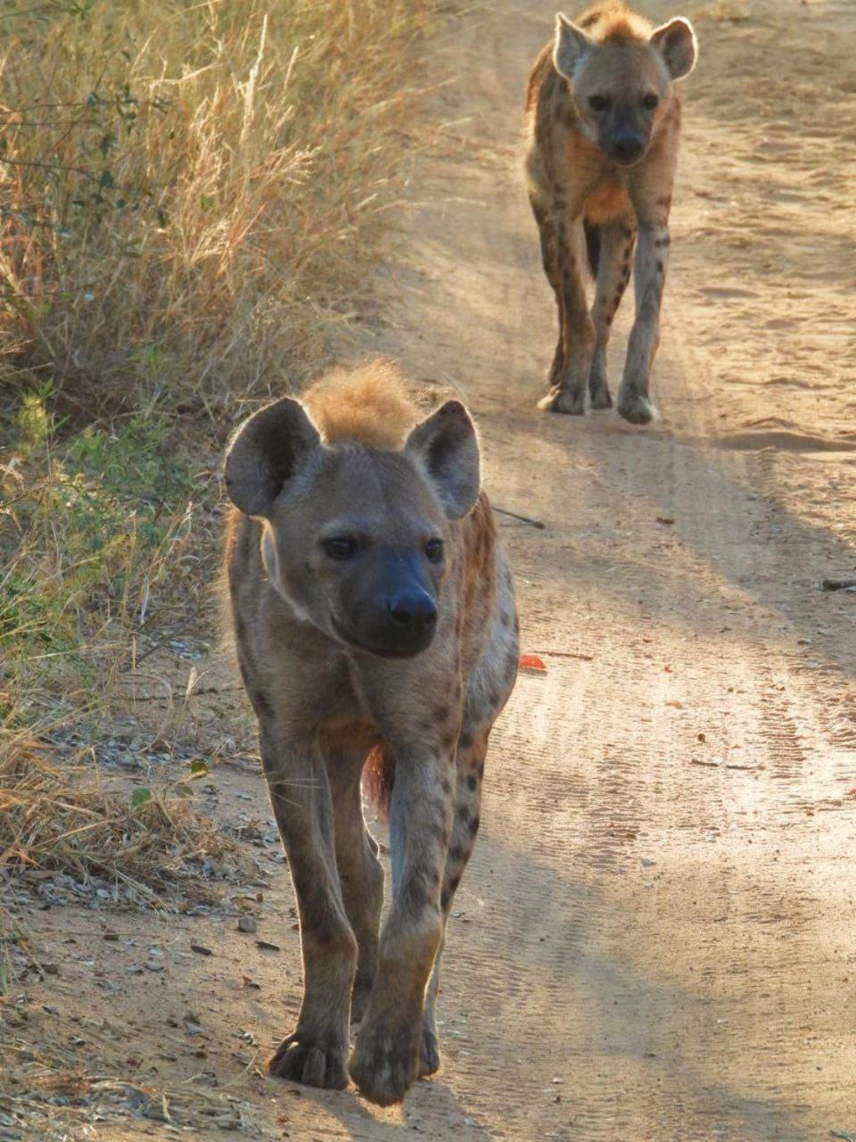 Lodge Timbila Game - Welcome To Land Of Leopards And Buffalo - Big Game Phalaborwa