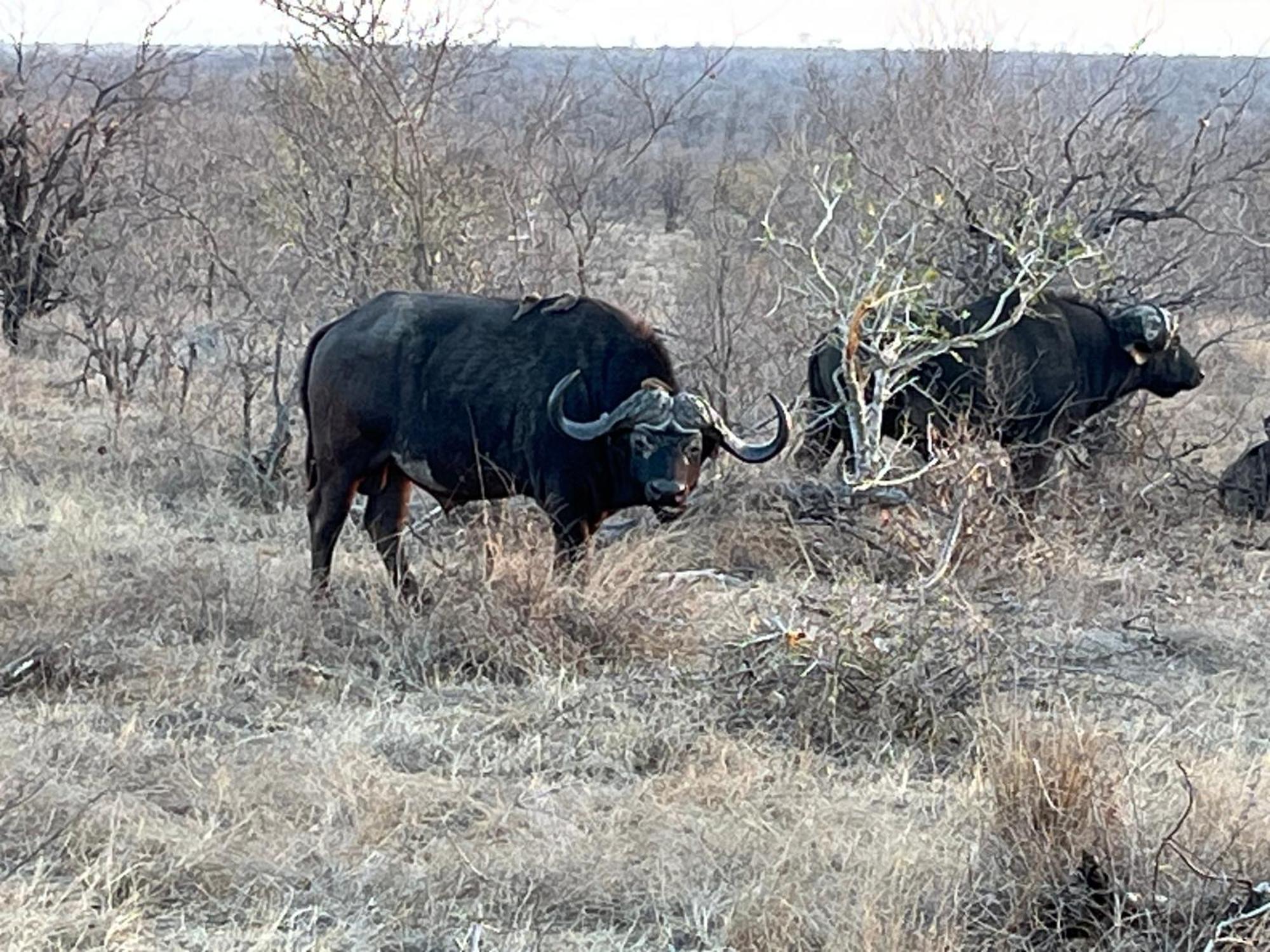 Lodge Timbila Game - Welcome To Land Of Leopards And Buffalo - Big Game Phalaborwa