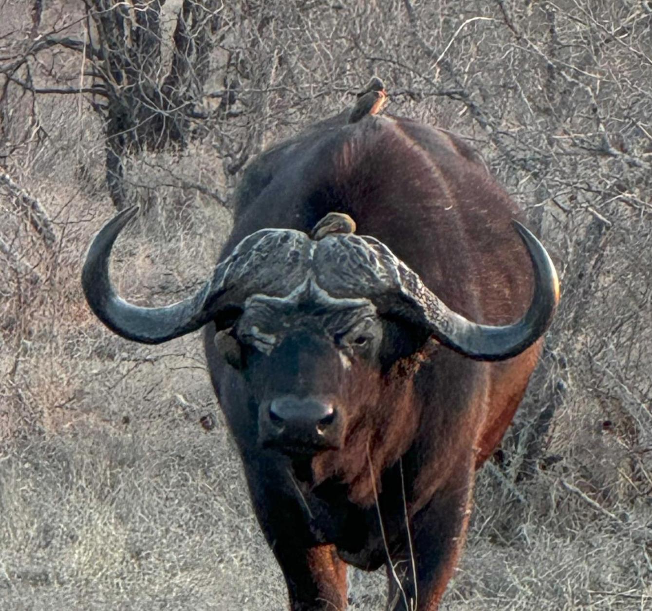 Lodge Timbila Game - Welcome To Land Of Leopards And Buffalo - Big Game Phalaborwa