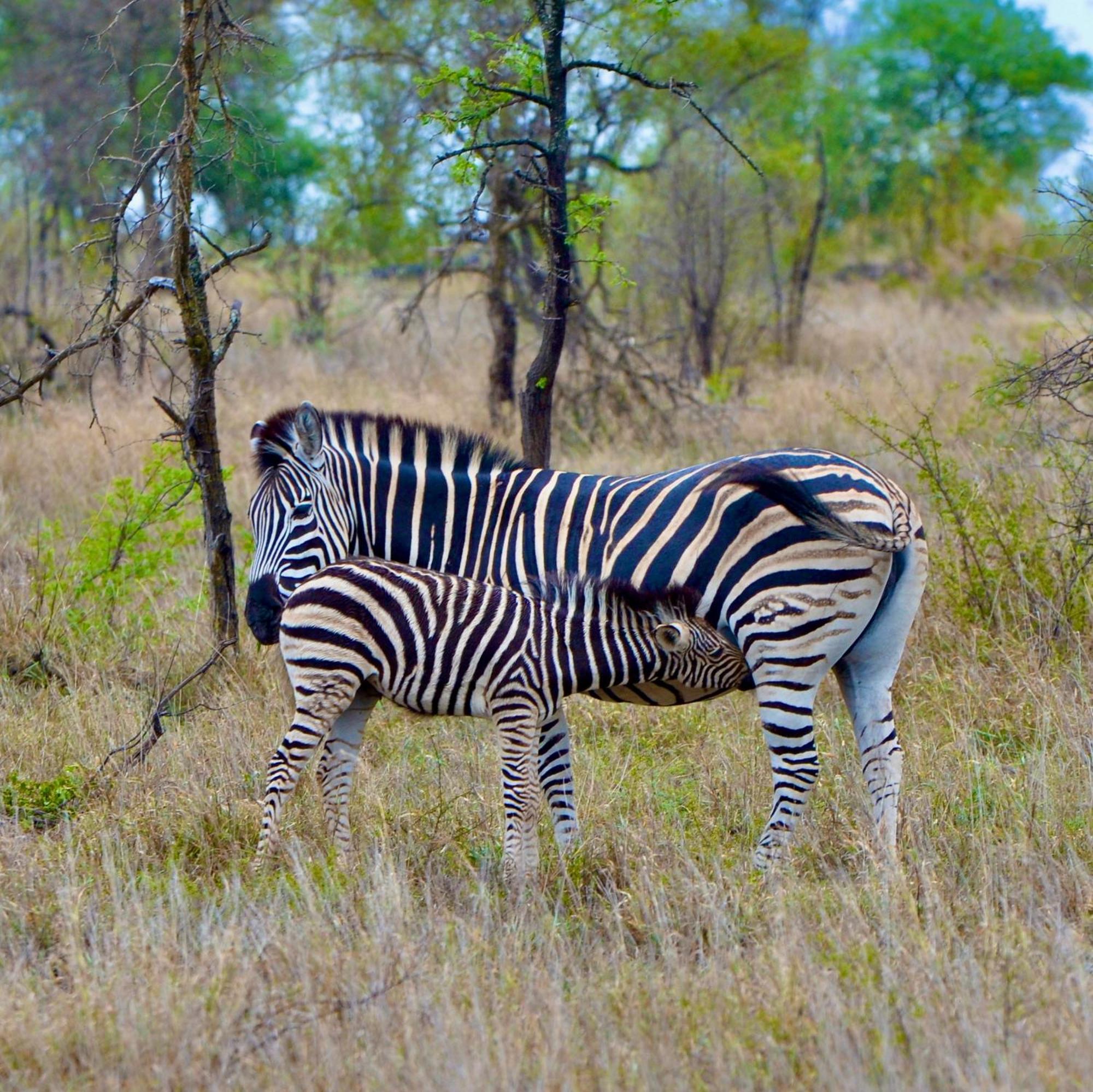 Lodge Timbila Game - Welcome To Land Of Leopards And Buffalo - Big Game Phalaborwa